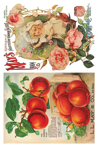 SEED CATALOGUE IOD TRANSFER - 8" x 12" - 8 Page Pad