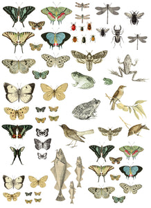 Entomology Etcetera 24" x 33" Decor Transfer